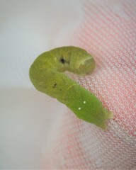 Euplexia benesimilis
