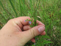 Trichostema brachiatum