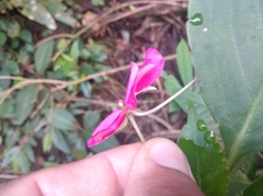 Impatiens walleriana