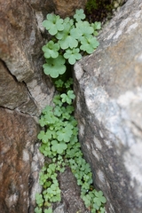 Saxifraga