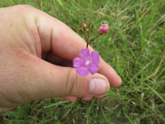 Agalinis oligophylla
