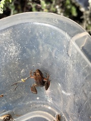 Microbatrachella capensis