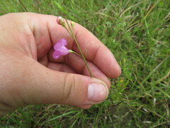 Agalinis oligophylla