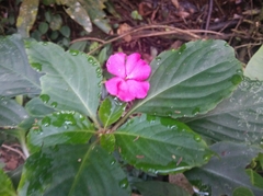 Impatiens walleriana
