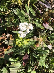 Achillea millefolium borealis