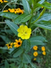 Oenothera biennis