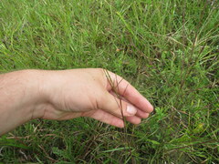 Agalinis oligophylla