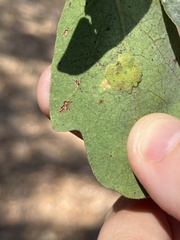 Andricus pattersonae