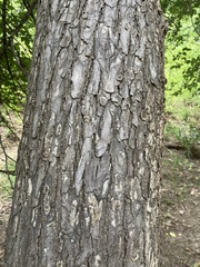 Ulmus rubra