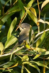 Vireo
