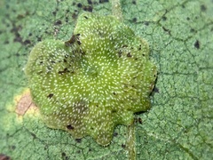 Andricus pattersonae