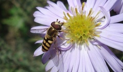 Eupeodes corollae