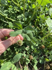 Trifolium repens