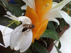 Polybia occidentalis