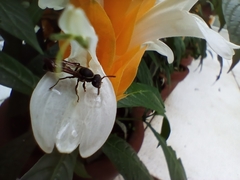 Polybia occidentalis