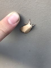 Litoprosopus coachella