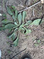 Pilosella officinarum