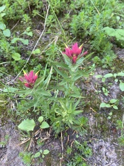 Castilleja parviflora oreopola