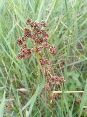 Cladium mariscus