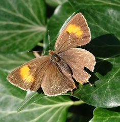 Thecla betulae