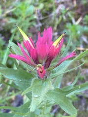 Castilleja parviflora oreopola