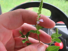 Mosla dianthera
