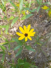 Helianthus pauciflorus