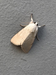 Litoprosopus coachella