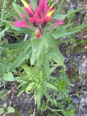 Castilleja parviflora oreopola