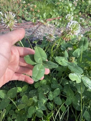 Trifolium repens
