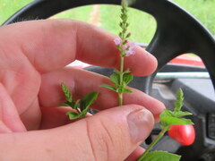 Mosla dianthera