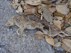 Rattus rattus