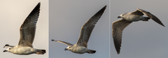 Larus armenicus