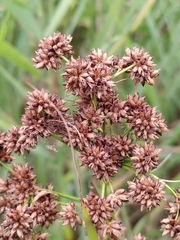 Cladium mariscus