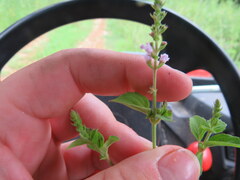 Mosla dianthera
