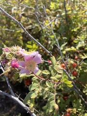 Rosa californica