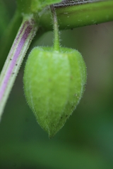Physalis lagascae