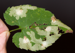 Astrotischeria astericola