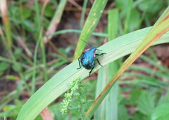 Alcaeorrhynchus grandis