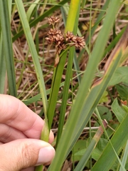 Cladium mariscus