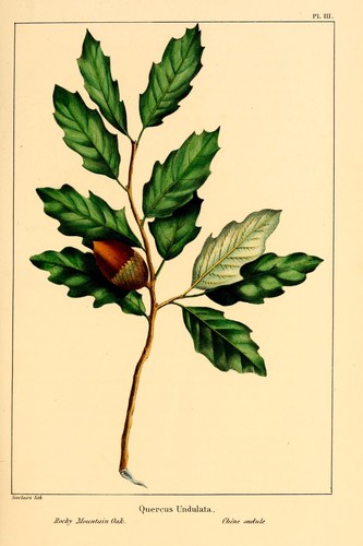 Wavyleaf Oak