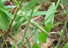 Stagmomantis carolina