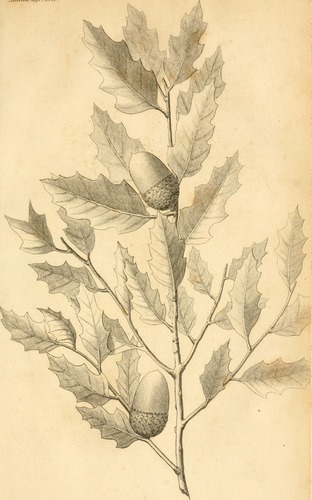 Wavyleaf Oak