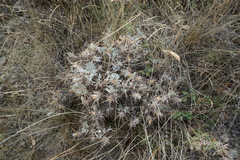 Astragalus arnacantha