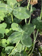 Trifolium repens