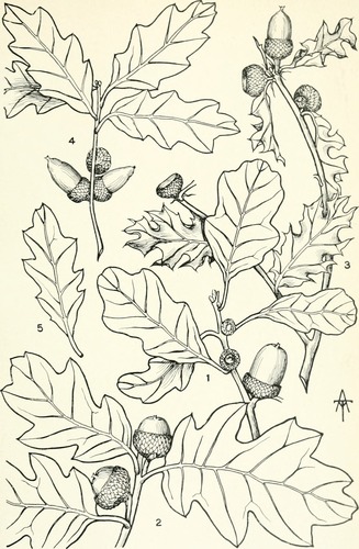 Wavyleaf Oak