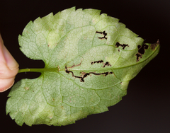 Astrotischeria astericola
