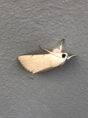 Litoprosopus coachella