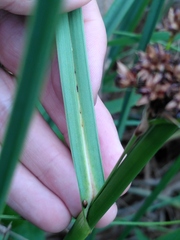 Cladium mariscus