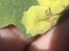 Andricus pattersonae